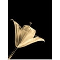 thumbnail image 1 of Great BIG Canvas | Rolled Brian Drake Poster Print entitled Botanical Study III, 1 of 4