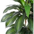 thumbnail image 3 of Árbol artificial de dracaena con maceta blanca, decoración de interiores, oficina, casa, regalo de inauguración, 3 of 4