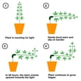 thumbnail image 4 of Alicates para plantas de 90 grados, 10/20/50 piezas, entrenador, tutores de manipulación de crecimiento para plantas, Clips, pinzas para ramitas, accesorios para ramitas, 4 of 4