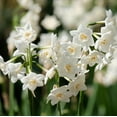 thumbnail image 4 of Paperwhite Fragrant Daffodils,  9 Bulbs - White Narcissus Flowers - Attracts Bees & Butterflies - Spring Blooming, Easy to Grow & Maintain, 4 of 7