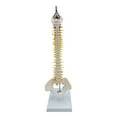 thumbnail image 2 of Detailed Spine Model Vertebral Column Skeleton Model 17.7 inch Life hanging, 2 of 10