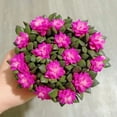 thumbnail image 5 of Sunrise Succulents Live Plant - Small Anacampseros Indoor Succulent Plants Live , The 2" Pot Indoor Potted Houseplant  for  Home Decor, Desk &Basket, 5 of 5