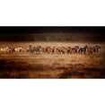 thumbnail image 3 of PHBurchett 14x9 Black Modern Framed Museum Art Print Titled - Horse Run VII, 3 of 5