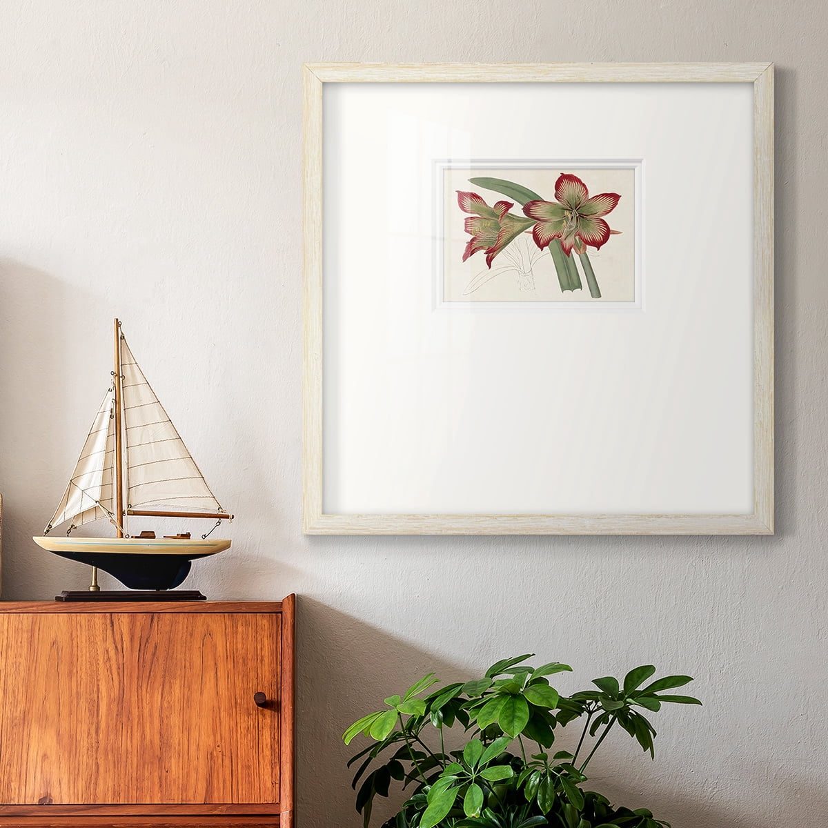 Amaryllis Varietals IVPremium Framed Print