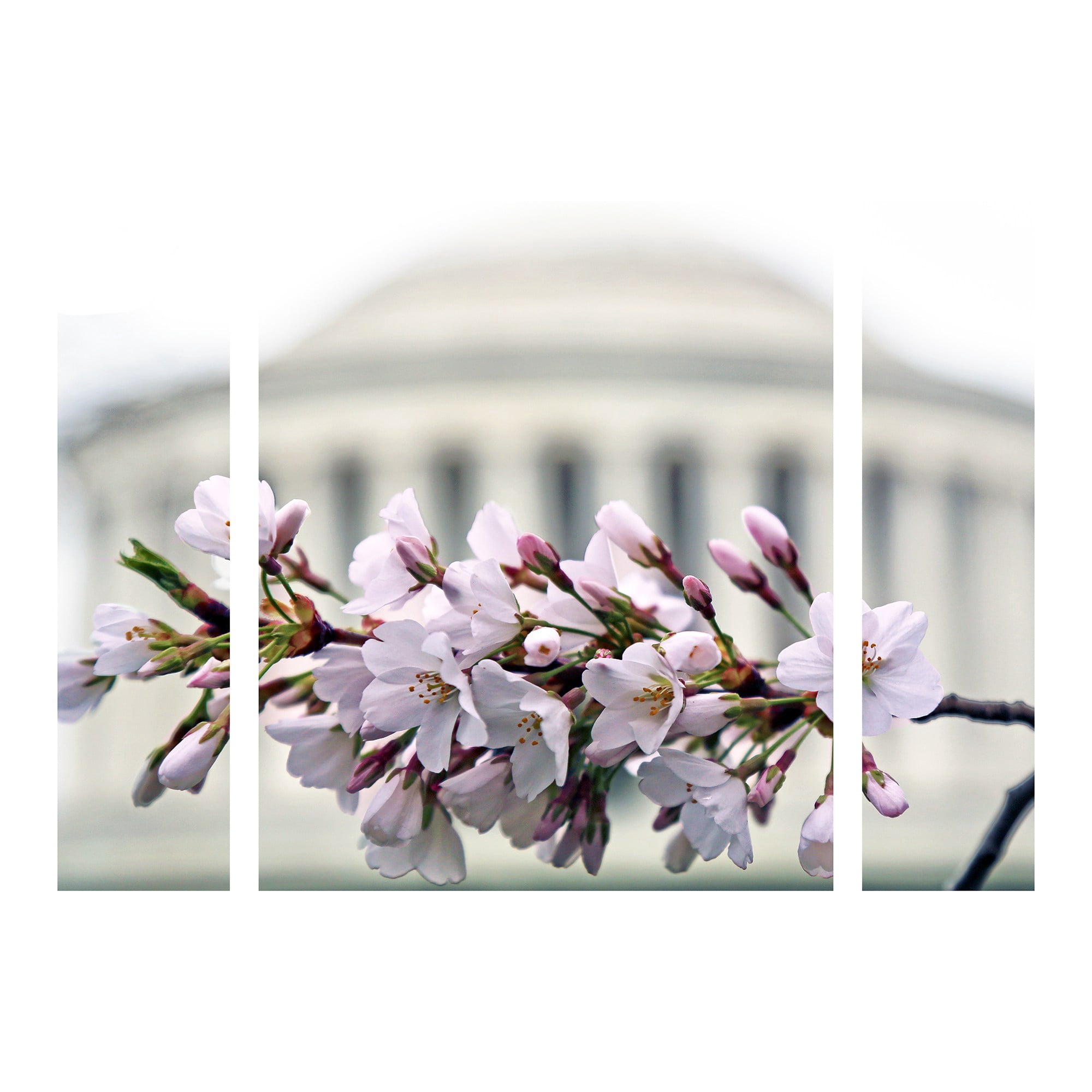 Trademark Fine Art 'Jefferson Memorial Blossoms' Multi-Panel Canvas Art Set by CATeyes