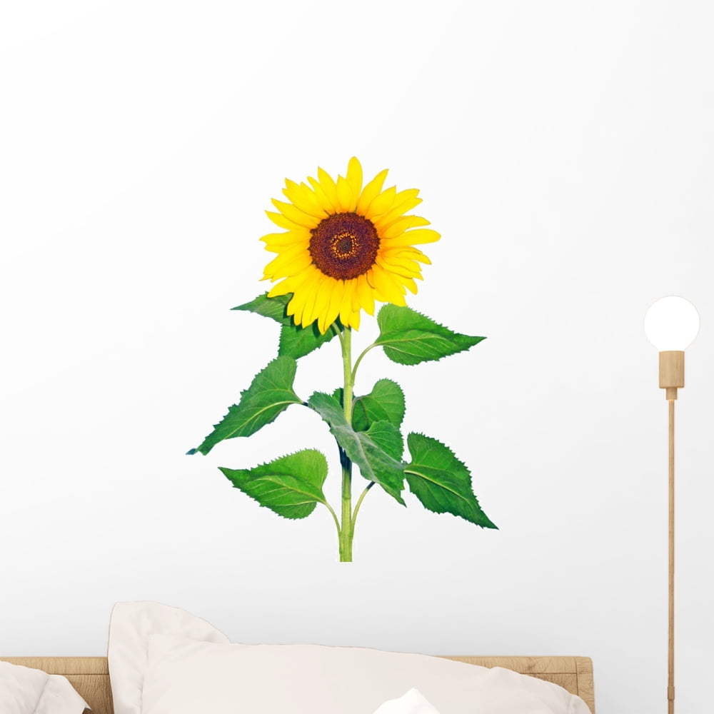 Sunflower Wall Decal by Wallmonkeys Peel and Stick Graphic (18 in H x