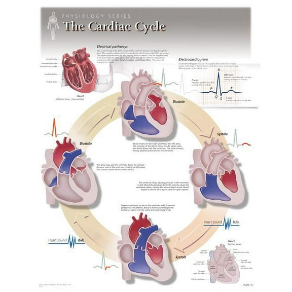 The Cardiac Cycle Wall Chart : 8140 (Wallchart)
