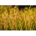 thumbnail image 7 of Gluten Free Organic Brown Rice Flour, 5 Pounds — Non-GMO, Raw, Vegan — by Food to Live, 7 of 7