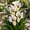 Black, variant on Calla Lily Bulbs,Low Maintenance - Easy Grow - Ideal For Beds Borders, Plant Pots & Planters
