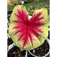 thumbnail image 2 of 'Scarlet Pimpernel' Caladium | Vibrant Shades of Red and Green (2 Bulbs), 2 of 8