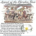 thumbnail image 3 of CafePress - Cherokee Rose Legend Ash Grey T Shirt - Light T-Shirt - CP, 3 of 4
