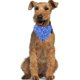 thumbnail image 3 of Pañuelo tipo bandana ajustable y moderno para cachorros, perros pequeños y gatos (S, azul), 3 of 4