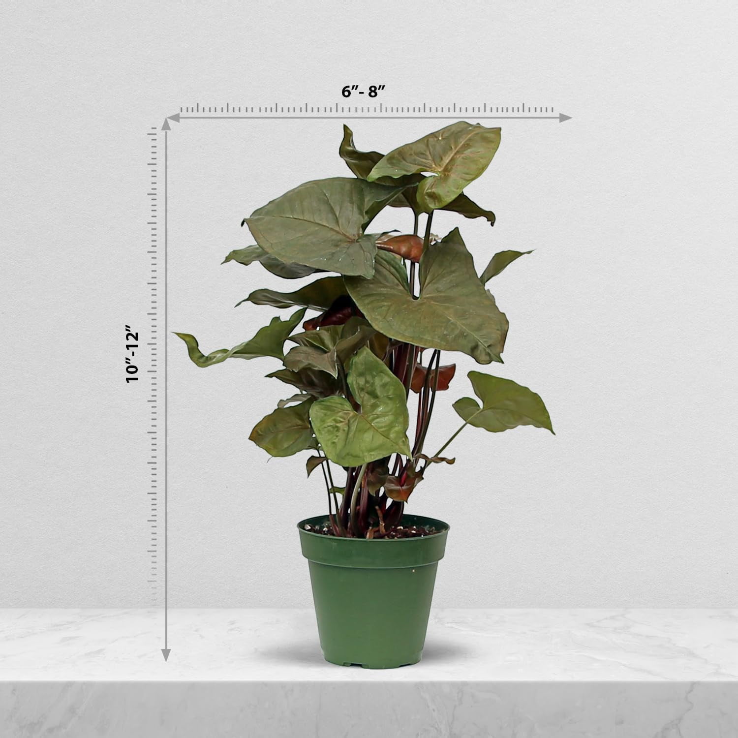 Live Combo Syngonium Arrowhead White Butterfly & Maria Allusion, Christmas Gift for Co-Worker, Housewarming Gift, Fully Rooted Indoor Plant, Healthy Houseplants in 4" Pots