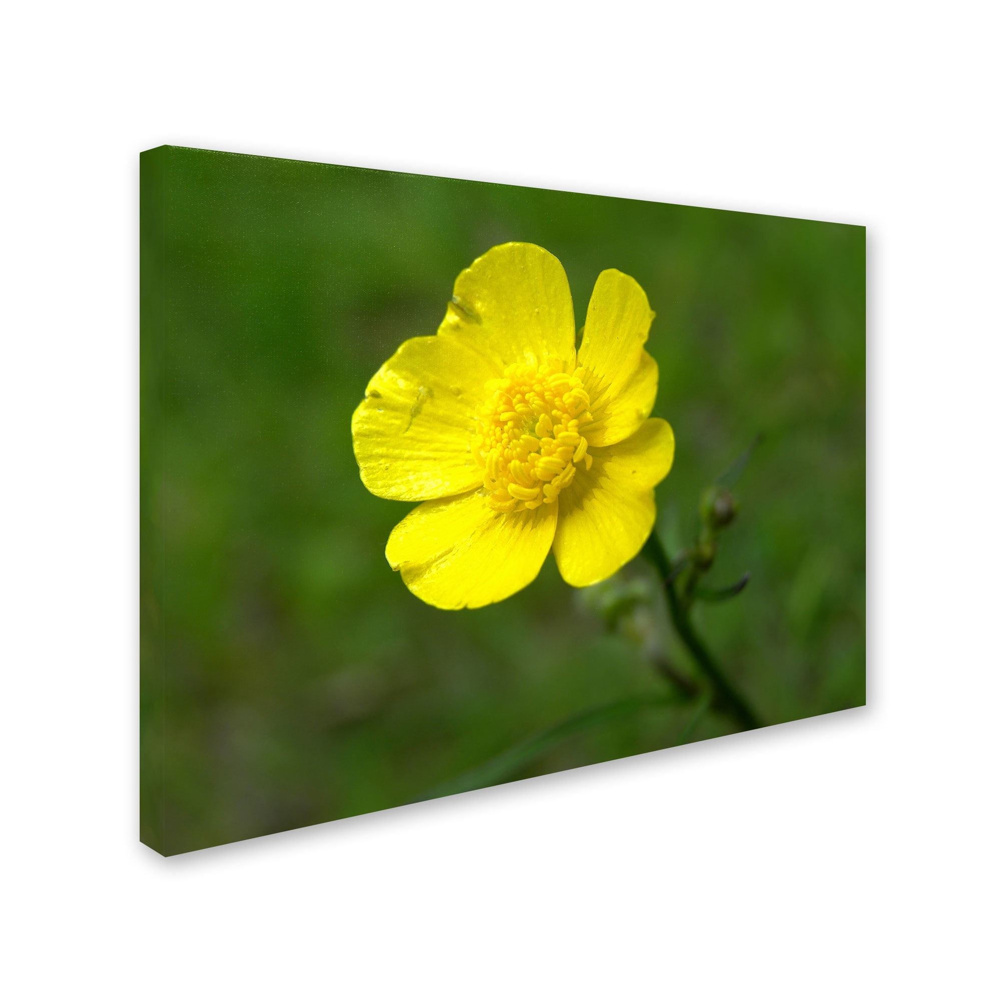 Trademark Fine Art "Unadorned" Canvas Art by Monica Fleet