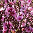 thumbnail image 4 of Brighter Blooms - Elberta Peach Tree, 6-7 ft. - No Shipping to AK, AL, AR, AZ, CA, CO, HI, ID, LA, MS, OR, WA, 4 of 5