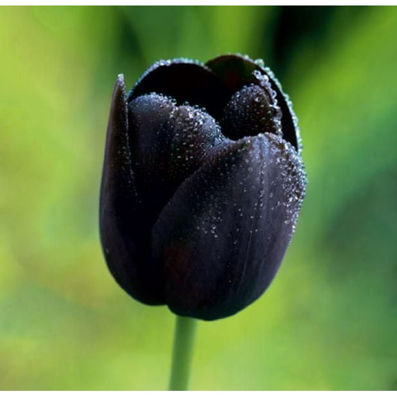TASC Tulip Flower Bulbs-Tulip Single Late Queen of Night  (20 Bulbs)