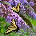thumbnail image 5 of 3 gal. Buddleia Blue Heaven Shrub with Light Blue Flowers, 5 of 10