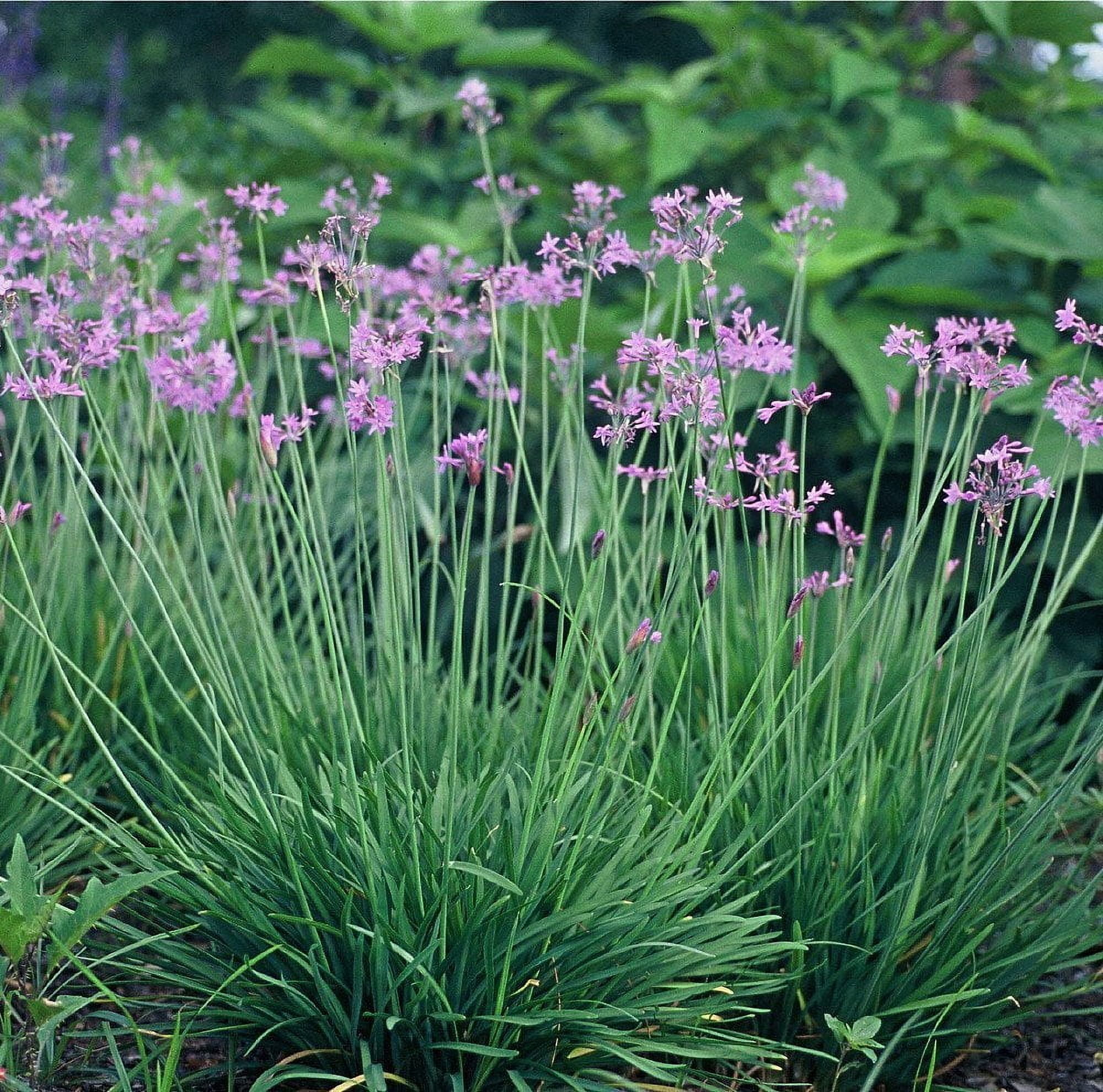 Society Garlic - 3 Live Plants - Tulbaghia Violacea - Butterfly Attracting Flowers