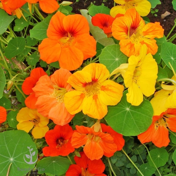 HJADGG 100 Nasturtium Seeds Mixed Colors, Non-GMO Heirloom Flower Seeds for Planting, Edible Flowers for Garden Beds, Hanging Baskets, and Containers