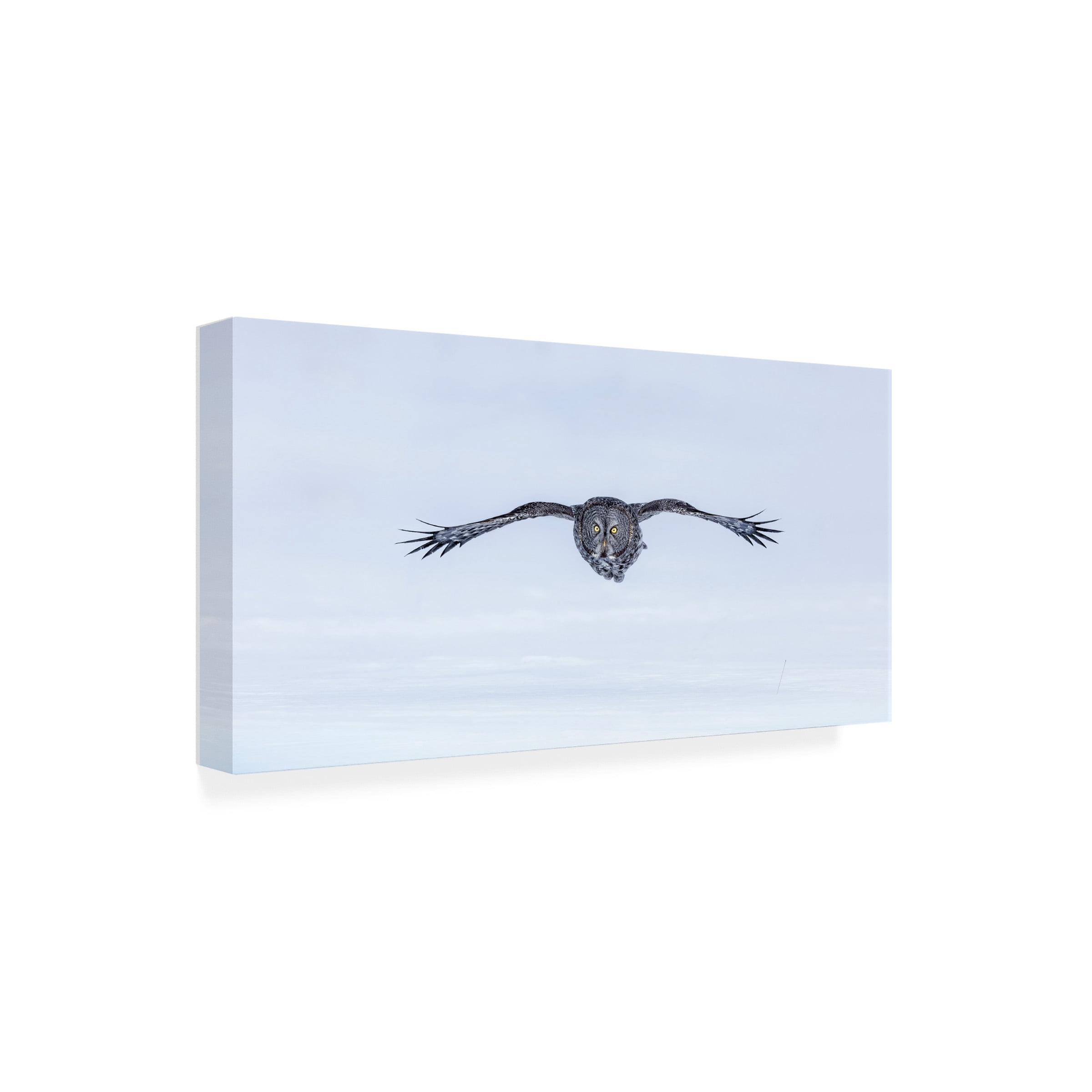 Jun Zuo 'Great Grey Owl In Flight' Canvas Art