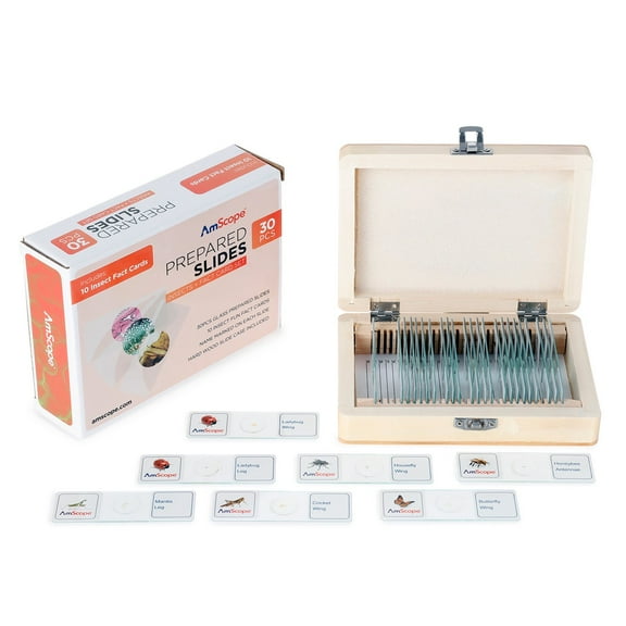 30 Piece Glass Prepared Microscope Slides in Wooden Case with Insect Specimens