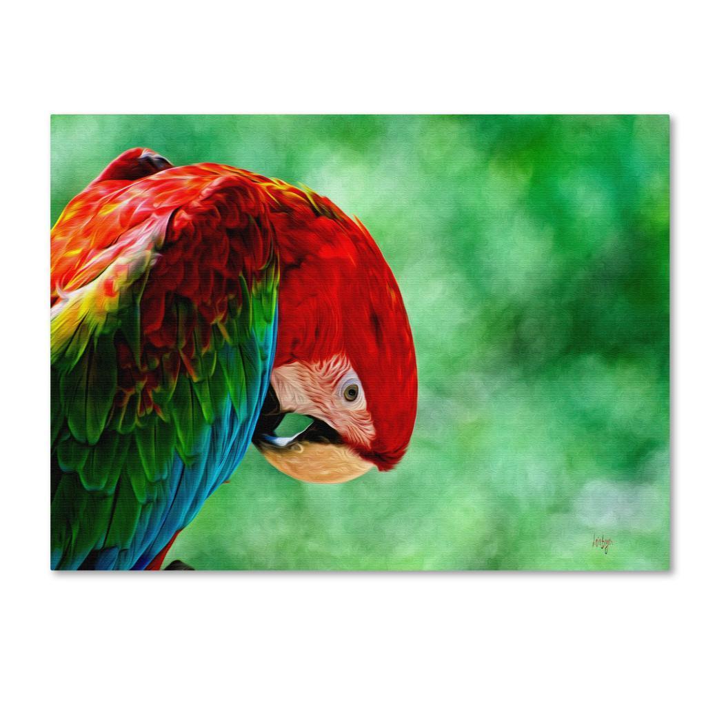 Trademark Fine Art "Colorful Macaw" Canvas Art by Lois Bryan