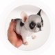 thumbnail image 5 of NUOLUX De Bulldog En Resina Multicolor Para De Oficina, Café Y Espacio Exterior, 5 of 6