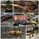 thumbnail image 4 of Cebos de Plástico de Camarones Duros 10 Piezas ANGGREK Otros Deportes, 4 of 8