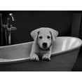 thumbnail image 2 of Prime, Marcus 24x19 White Modern Wood Framed Museum Art Print Titled - Bathroom Friend 1, 2 of 4