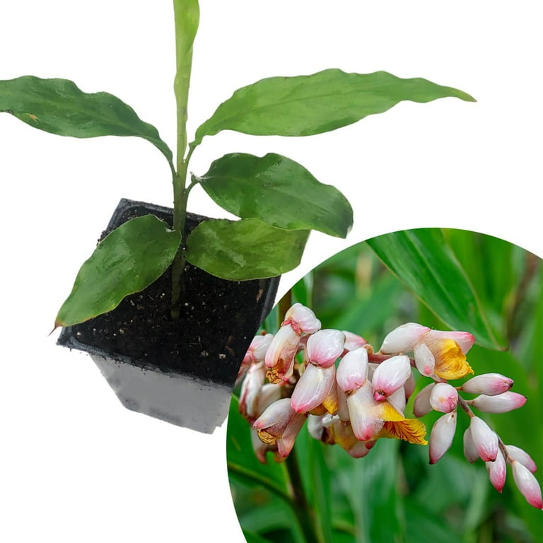 Ginger Cardamom Plant (Alpinia nutans) in 2.5 inch Pot | Live Shellflower,  Dwarf Cardamom Plant - Walmart.com