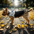 thumbnail image 3 of Pet No Pull Dog Harness with Breathable Mesh Padded, Adjustable Reflective Escape Proof Dog Harness, Quick Fit Dog Vest Harness for Small Medium Large Dogs, 3 of 9