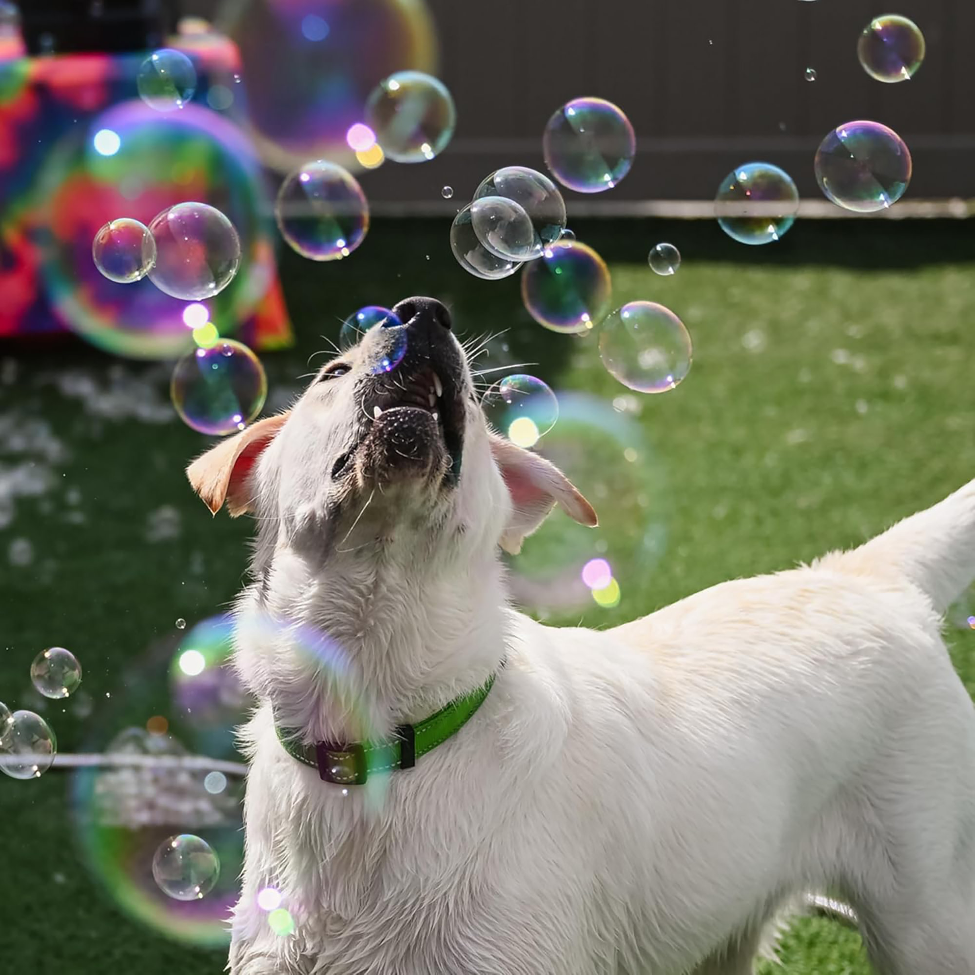 Atomic Bubbles: Puppy Love Bubbles - Gingerbread Scented 2 Pack - 4oz Bottles, Dog Interactive Toy, Pet Safe, Non-Toxic, In-Outdoor Play, Long Lasting