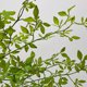 thumbnail image 4 of Planta Artificial Planta Verde Nandina Simulación Planta Rama Decoración Del Hogar, 4 of 8