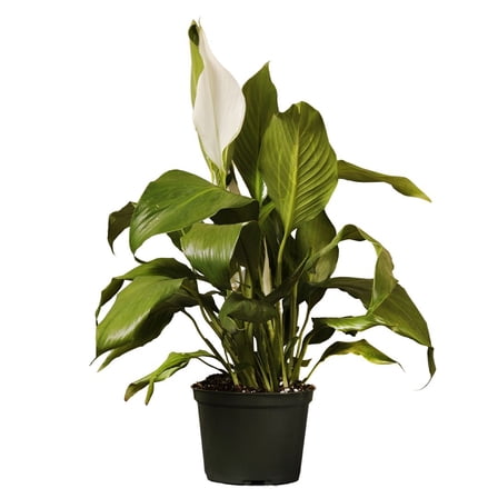 United Nursery Live Spathiphyllum Peace Lily Plant 14-16 inches Tall in 6-inch Grower Pot