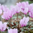 thumbnail image 3 of Easy to Grow Cyclamen Cilicium Hardy 3 Plant Bulbs, Shade Outdoor Zones 5-9, 3 of 3