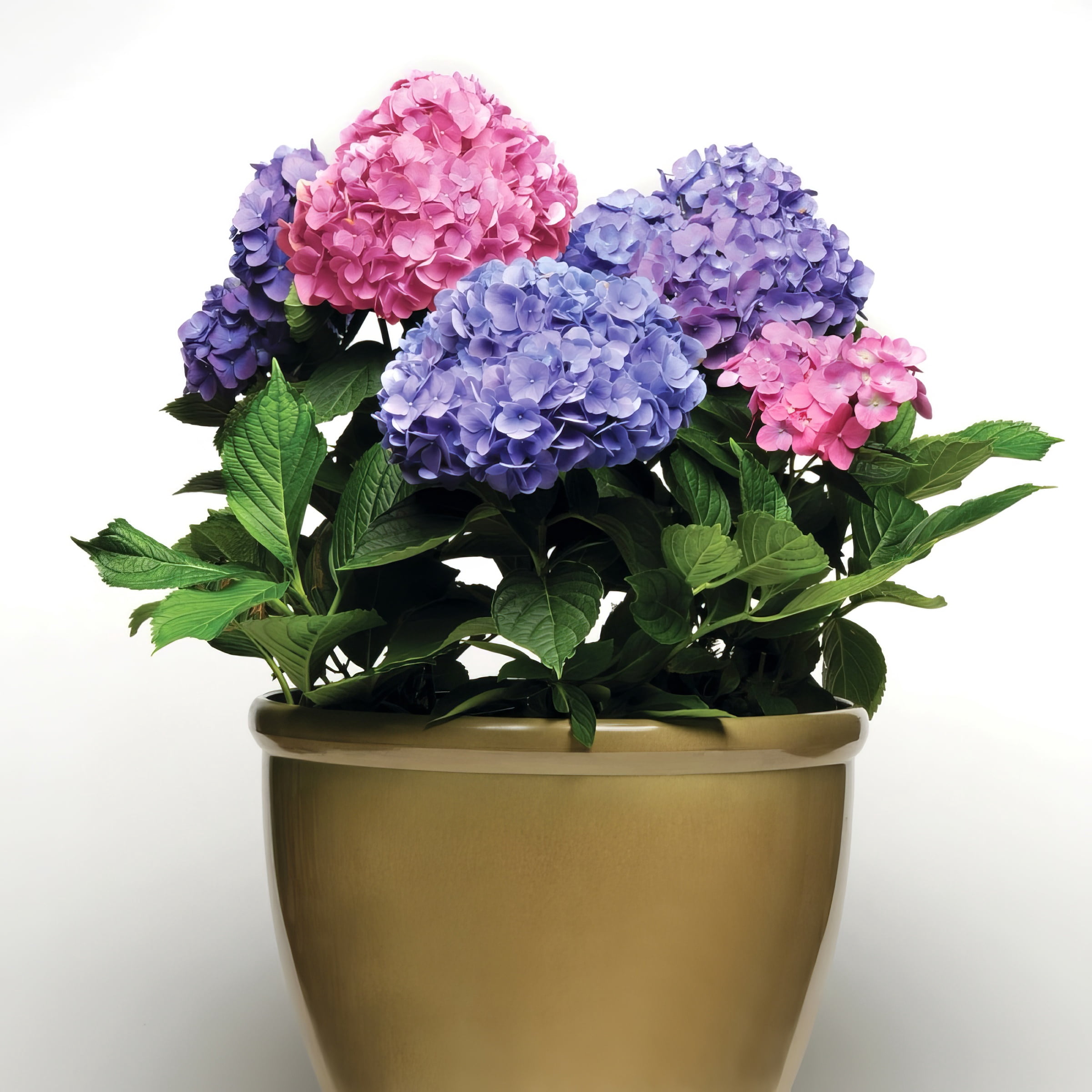 National Plant Network 4" Hydrangea 'LA Dreamin'Live Perennial Shrub with Partial Sun (3-Pack)
