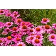 thumbnail image 5 of 1000 Bulk BRIGHT STAR CONEFLOWER Echinacea Purpurea Lavender Bright Rose Pink Flower Seeds, 5 of 8