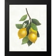 thumbnail image 2 of Hristova, Albena 20x24 Black Modern Framed Museum Art Print Titled - Lemon Branch III, 2 of 5