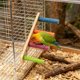 thumbnail image 4 of Juguete de escalera de madera para pájaros con gimnasio de actividades colgante, multicolor, accesorios para jaulas de aves pequeñas para trepar, morder, hacer ejercicio y jugar., 4 of 6