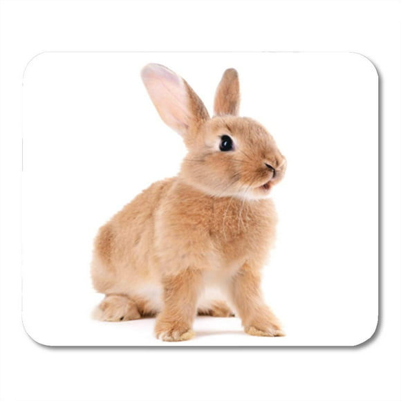 POGLIP Brown Bunny Little Rabbit White Cute Sitting Pet Tail Mousepad Mouse Pad Mouse Mat 9x10 inch