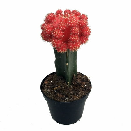Red Grafted Moon Cactus - Easy to Grow - Live Plant - 4