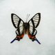 thumbnail image 3 of Especímenes de mariposa Real para decoración del hogar, hermoso marco de fotos transparente, extraíble, coleccionable, regalo, 3 of 5
