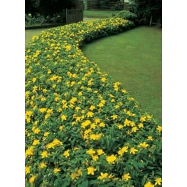 5 Creeping St Johns Wort/ Aaron's Beard/ Hypericum Calyinum in 4 Inch Pots