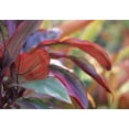 thumbnail image 2 of Satushek, Steve 32x24 Black Ornate Wood Framed with Double Matting Museum Art Print Titled - USA, Hawaii, Kauai Close-up of ti plant leaves, 2 of 4