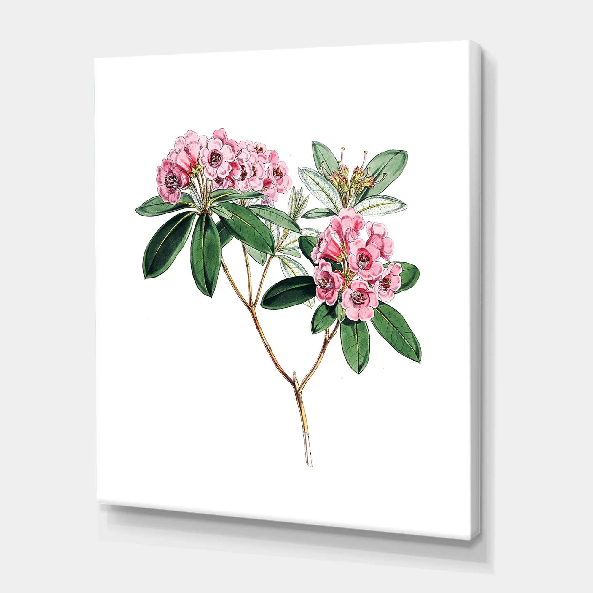 Designart ' Ancient American Flora II ' Traditional Canvas Wall Art Print