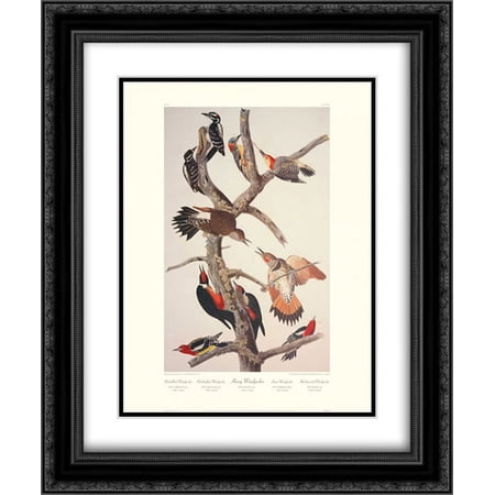 Hairy Woodpecker (decorative border) 2x Matted 20x24 Black Ornate Framed Art Print by Audubon, John James