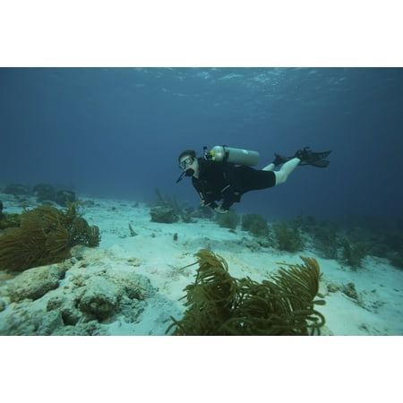 Scuba diver swimming underwater at the Alice in Wonderland dive site in Bonaire Caribbean Netherlands Poster (Best Bonaire Dive Sites)