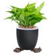 thumbnail image 5 of XWSHYW Herramientas para El Hogar Bonitas Patas de Bacinilla para Perros, Un Regalo Decorativo., 5 of 6
