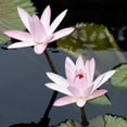 thumbnail image 2 of DeNardo, Laura 12x12 White Modern Wood Framed Museum Art Print Titled - Water Lily Flowers III, 2 of 4
