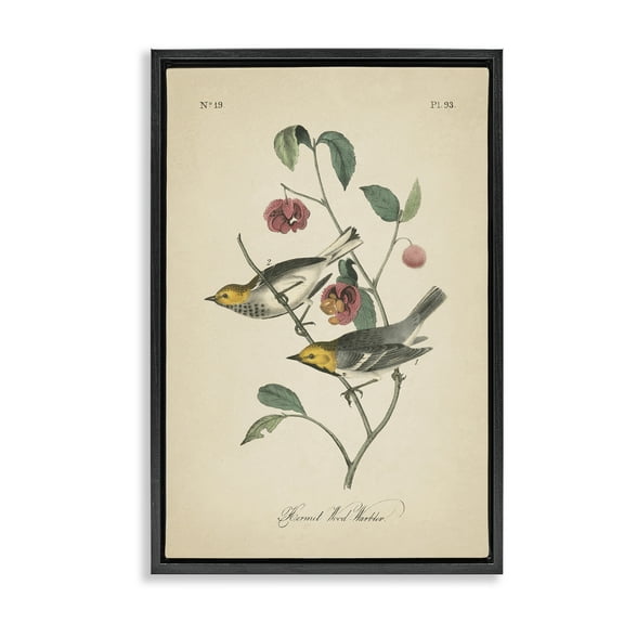 Stupell Industries Vintage Warbler & Plants Animals & Insects Painting Black Floater Framed Canvas Art Print Wall Art, 17 x 25